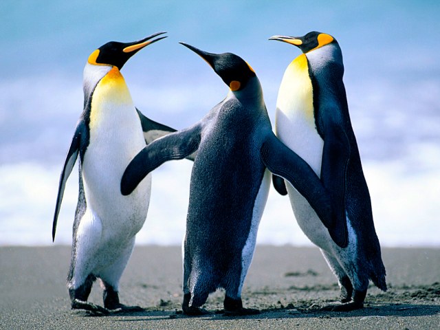Drei verliebte Pinguine